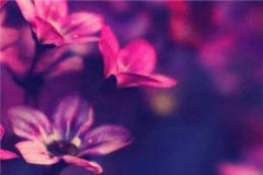 纪清歌陆曜景全文免费阅读_(纪清歌