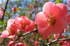 安然顾寒年(安然顾寒年)全文免费阅