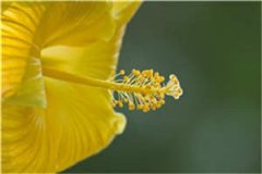 心甘照顾情敌小说（凌瑾林薇）全