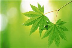 甘心照顾情敌知乎（凌瑾林薇）全