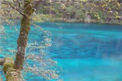 阮夏傅渝州知乎免费阅读-(阮夏傅渝