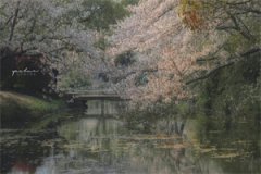 一场山洪,她火遍全网(灵芽)全文免