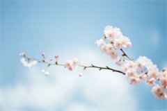 姬言婳轩戎璟大结局免费阅读 姬言