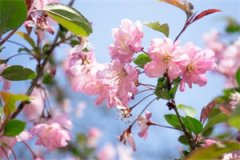叶棠梨宋行商小说_(叶棠梨宋行商
