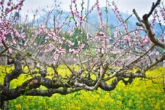 宋也阮阮（芳心执念全文在线阅读