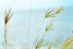 孙万沈莹莹（流落洗脚店的班花全