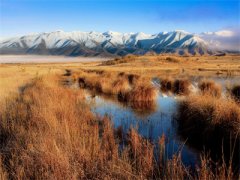 粥粥李元明(崽崽下山成锦鲤，首富
