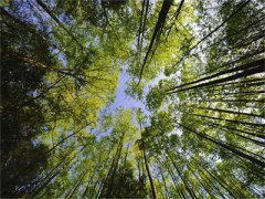 宋瑶沈时年美文欣赏-新书热荐免费